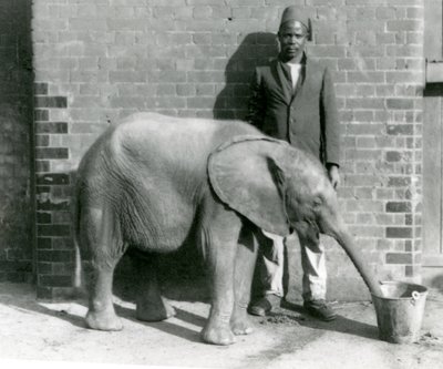 Young African Elephant Kiberenge Being Given a Drink by Darisha, London Zoo, September 1923 by Frederick William Bond